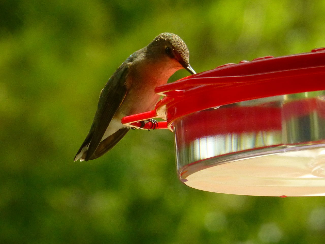 Birds